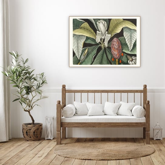 Well Done Shop | Obraz Mark Catesby "Magnolia" | wym. 50x70 cm Well Done Shop