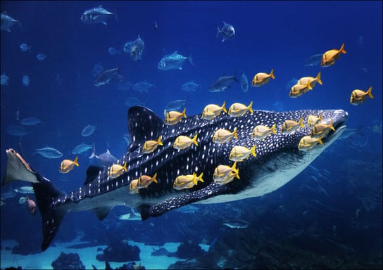 Whale Shark at Georgia Aquarium in Atlanta, Carol Highsmith - plakat 42x29,7 cm Galeria Plakatu