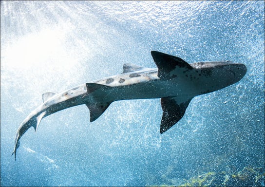 Whale Shark at The Monterey Bay Aquarium, California., Carol Highsmith - plakat 100x70 cm Galeria Plakatu
