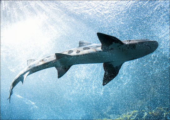 Whale Shark at The Monterey Bay Aquarium, California., Carol Highsmith - plakat 50x40 cm Galeria Plakatu