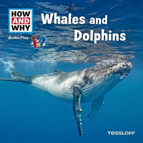 Whales And Dolphins How And Why