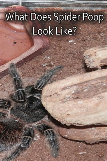 What Does Spider Poop Look Like? Cauldron N.A.