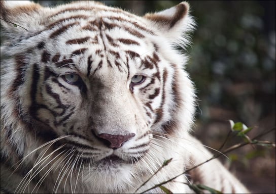 White Bengal tiger at the Montgomery Zoo, it was established in 1920 as part of Oak Park., Carol Highsmith - plakat 100x70 cm Galeria Plakatu