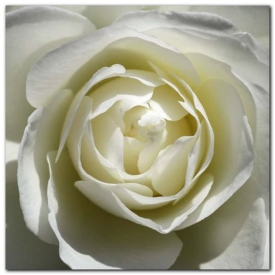White Rose plakat obraz 50x50cm Wizard+Genius
