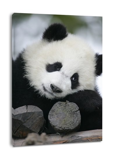 Wielka Panda - obraz na płótnie 40x60 cm Galeria Plakatu