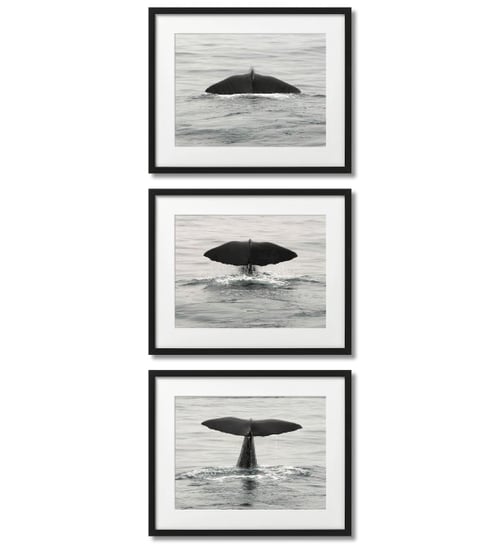 Wieloryb - Ogon, 3 Nowoczesne Plakaty DEKORAMA