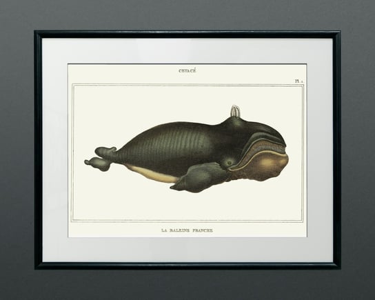 Wieloryb, stara grafika na ścianę, plakat vintage 21x30 cm (A4) / DodoPrint Dodoprint