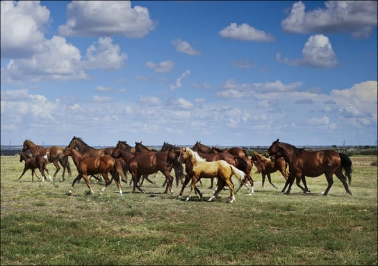 Wild horses running on a field., Carol Highsmith - plakat 59,4x42 cm Galeria Plakatu