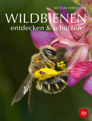 Wildbienen entdecken & schützen BLV Buchverlag