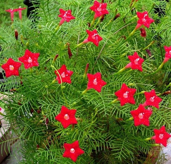 WILEC SZKARŁATNY (IPOMOEA COCCINEA) 40 NASION W. Legutko