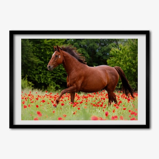 Wiszący obraz z ramką TULUP Koń na polu maków 70x50 cm Tulup