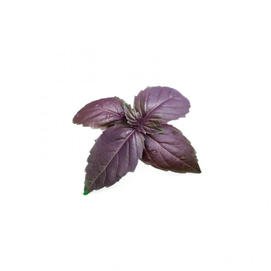 Wkład nasienny Lingot (bazylia purpurowa) Veritable Veritable