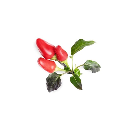 Wkład nasienny Lingot (papryka chili) Veritable Veritable