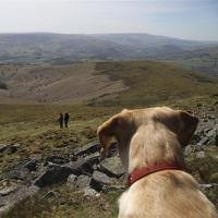Wonderful Walks from Dog-Friendly Campsites Throughout the UK Chelminka Anna