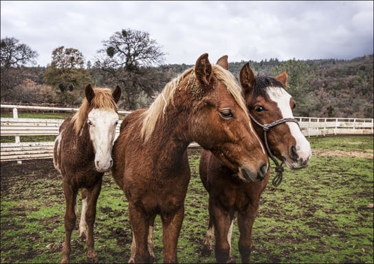 Yearlings on a ranch in Red River County near Detroit, Texas., Carol Highsmith - plakat 42x29,7 cm Galeria Plakatu