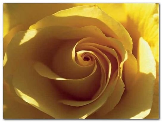 Yellow Rose plakat obraz 80x60cm Wizard+Genius