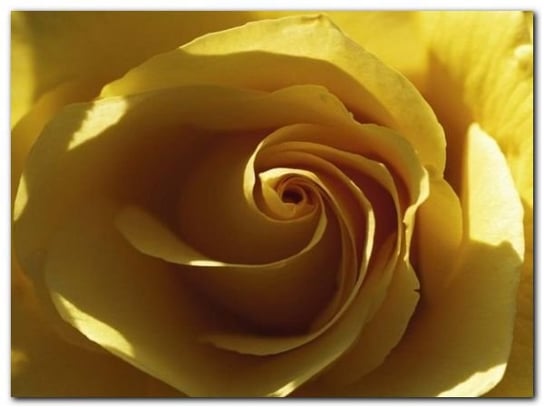 Yellow Rose plakat obraz 80x60cm Wizard+Genius