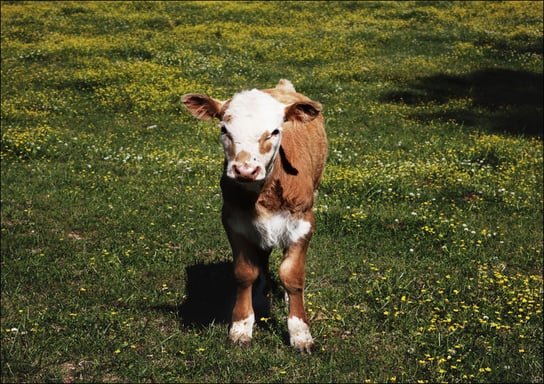 Young calf standing in a field in rural Alabama, Carol Highsmith - plakat 29,7x21 cm Galeria Plakatu