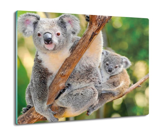 z foto deska splashback Rodzina koala drzewo 60x52, ArtprintCave ArtPrintCave