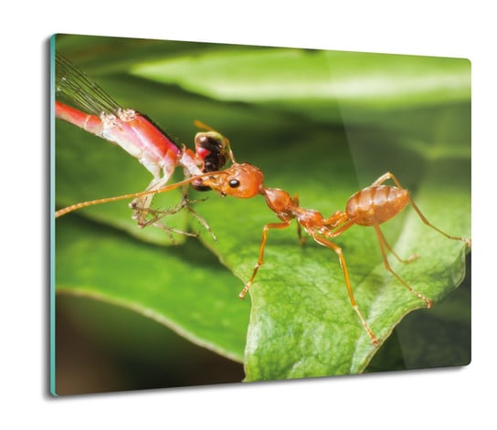z nadrukiem osłonka Czerwona mrówka liść 60x52, ArtprintCave ArtPrintCave