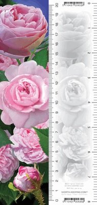 Zakładka 3D Róże Worth Keeping
