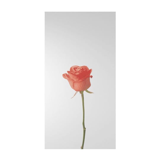 Zasłona TEKSTYLIALAND Kwiat Pojedyncza Czerwona Róża, 140x260 cm Tekstylialand