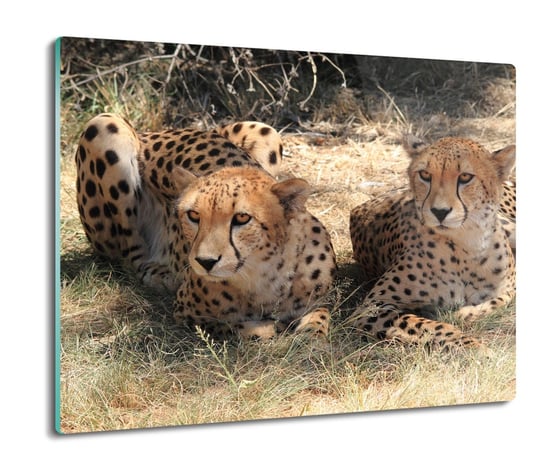 ze szkła splashback druk Para gepardy trawa 60x52, ArtprintCave ArtPrintCave