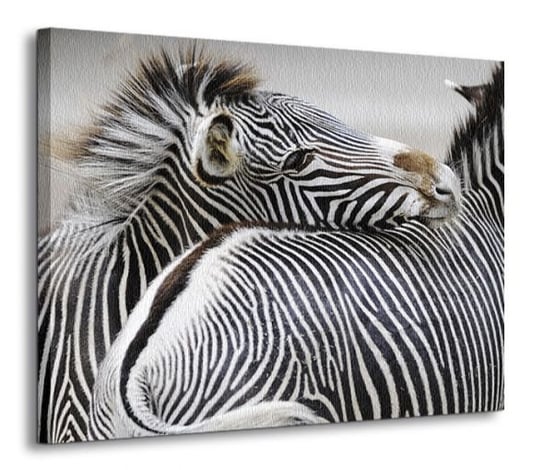 Zebra - Obraz na płótnie 120x90 cm Nice Wall