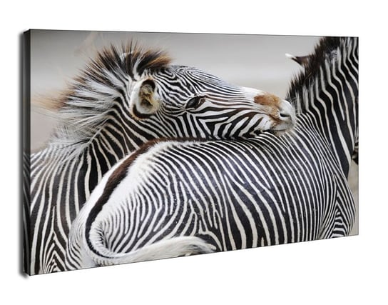 Zebra - obraz na płótnie 90x60 cm Galeria Plakatu