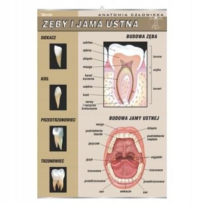 Zęby i jama ustna plansza plakat VISUAL System