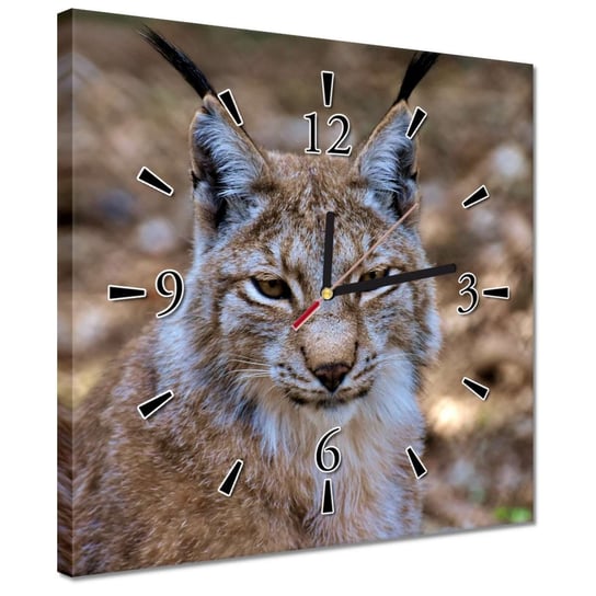 Zegar 30x30cm Ryś z bliska Dziki kot ZeSmakiem