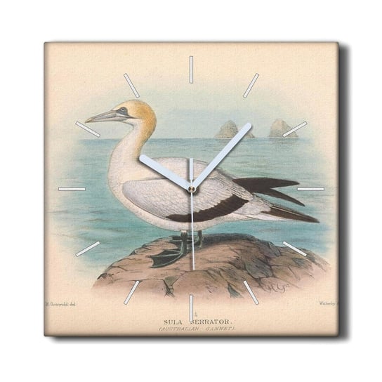 Zegar canvas ścienny 30x30 Ptaki zwierzęta rysunek, Coloray Coloray