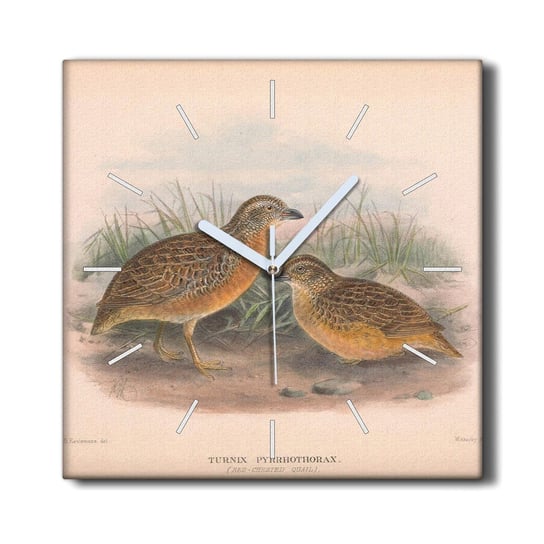 Zegar na płótnie na ścianę 30x30 Ptaki zwierzęta, Coloray Coloray