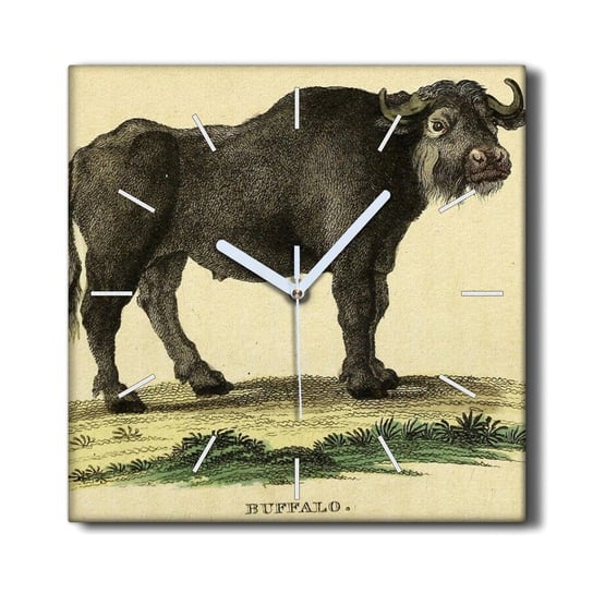 Zegar na ramie cichy 30x30 Bawół zwierzę rysunek, Coloray Coloray