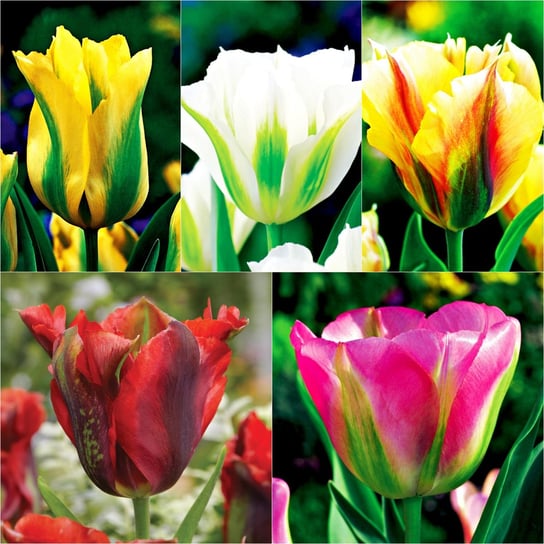 Zestaw 1 Tulipan Viridiflora 5 odmian 25 szt BENEX