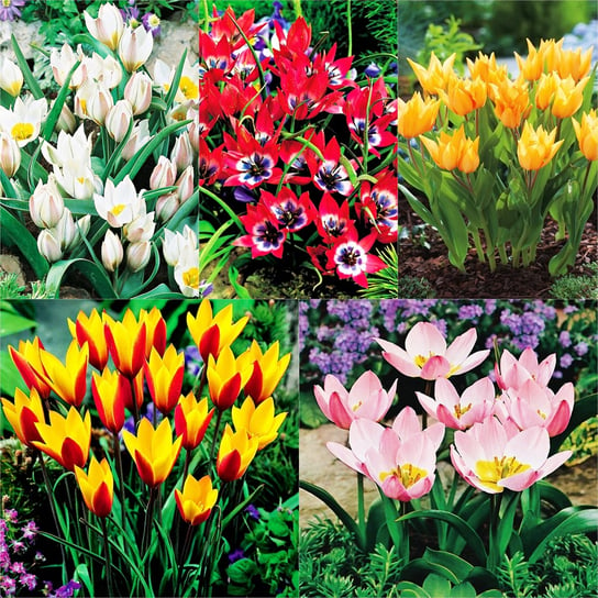 Zestaw 2 Tulipan Botaniczny 5 odmian 25 szt BENEX