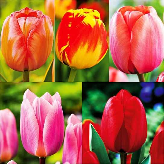 Zestaw 2 Tulipan Darwina 5 odmian 25 szt BENEX