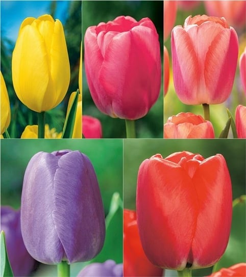 Zestaw 3 Tulipan Darwina 5 odmian 25 sztuk Tulipany cebulki tulipanów BENEX