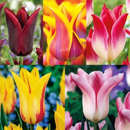 Zestaw 3 Tulipan Liliokształtny 5 odmian 25 szt BENEX
