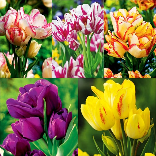 Zestaw 3 Tulipan Wielokwiatowy 5 odmian 25 szt BENEX