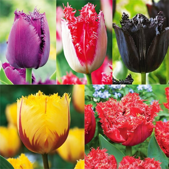 Zestaw 4 Tulipan Strzępiasty 5 odmian 25 szt BENEX