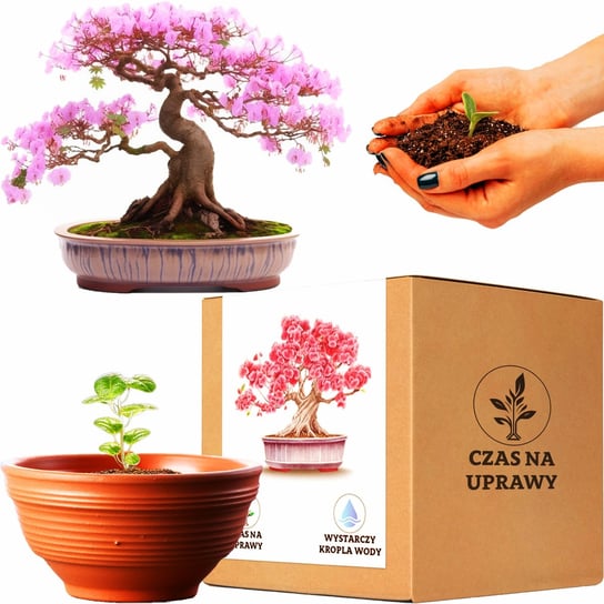 Zestaw do uprawy Bonsai paulownia cesarska drzewko Inna marka