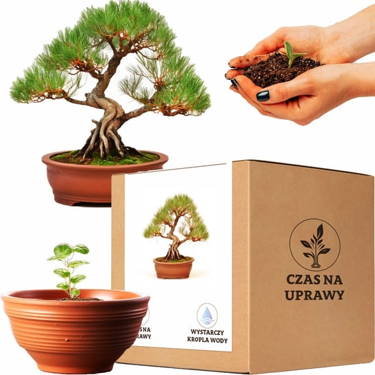 Zestaw do uprawy  Dąb rzeczny drzewko bonsai duża doniczka Inna marka