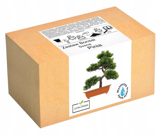 Zestaw do uprawy drzewka Bonsai Sosna Pinia nasion Inna marka
