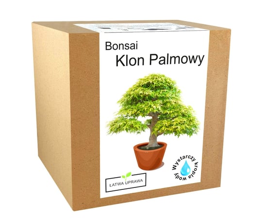 Zestaw Do Uprawy Drzewko Bonsai Klon Palmowy Liść Inna marka