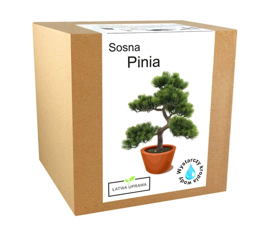 Zestaw Do Uprawy Drzewko Bonsai Sosna Pinia Orzech Inna marka