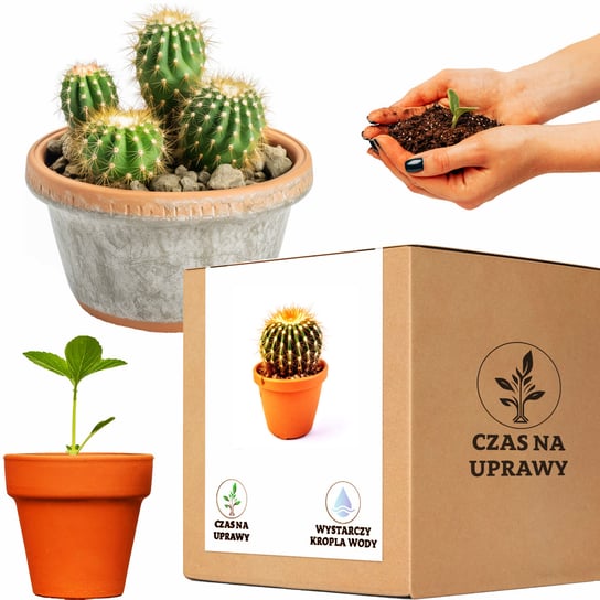Zestaw do Uprawy Kaktus Fotel Teściowej Duży Nasiona Inna marka