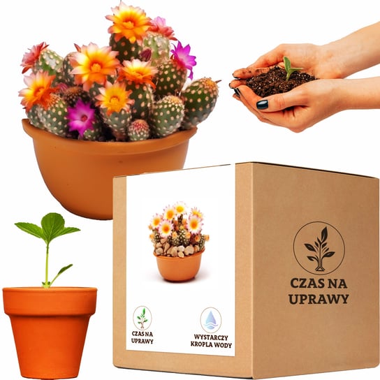 Zestaw do Uprawy Kaktus Mamilaria - Idealny Łatwa Uprawa Kwiaty Inna marka