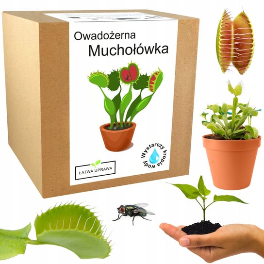 Zestaw Do Uprawy Muchołówka Dionaea Muscipula Inna marka