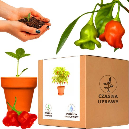 Zestaw do Uprawy ozdobna papryka czerwona Okrasny Zvonek W.LEGUTKO